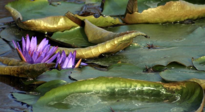 一卧室公寓（带阳台）