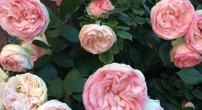 公寓 - 地面楼层