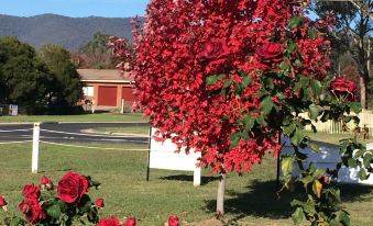a red flowering tree in front of a white fence , surrounded by green grass and bushes at Tumut Valley Motel
