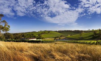 Longview Vineyard