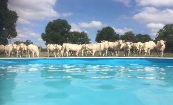 a group of sheep are standing in a large pool , with one sheep looking up at the sky at Le Petit Moulin