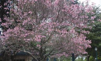 a large pink flowering tree in front of a building , with people walking by and cars parked nearby at DoubleTree by Hilton Claremont