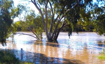 a flooded area with trees submerged in water , and the sun casting shadows on the ground at Warrego Hotel Motel Cunnamulla