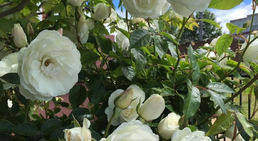 公寓 - 地面楼层