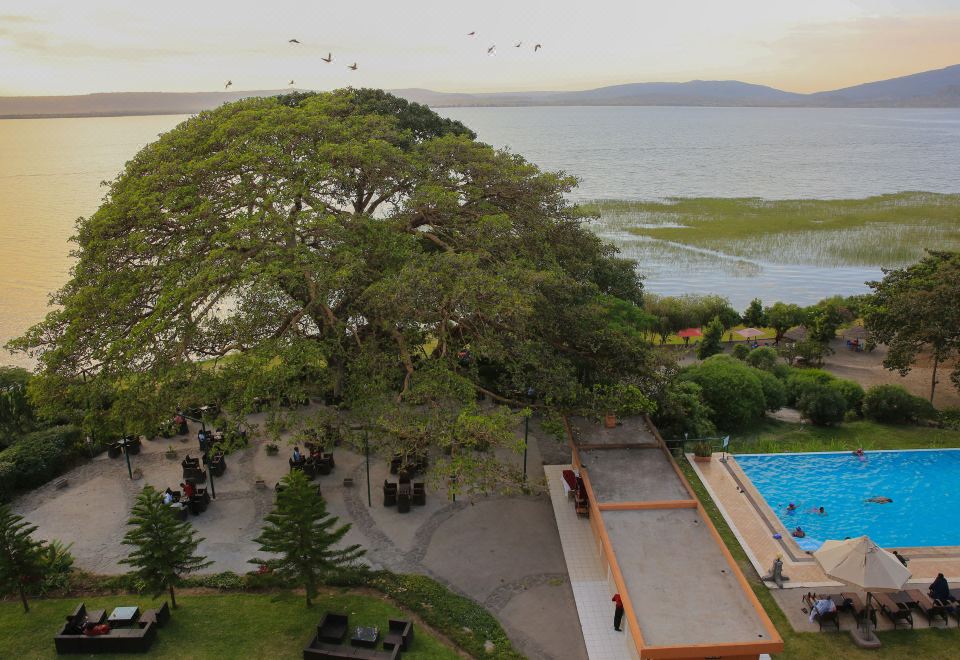 a large tree stands next to a swimming pool with birds flying overhead , while a road and buildings in the background lead to a lake at Haile Resort Hawassa