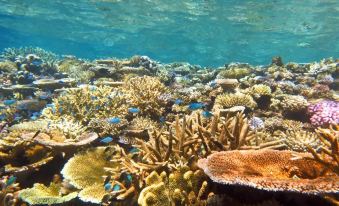 Mai Dive Astrolabe Reef Resort