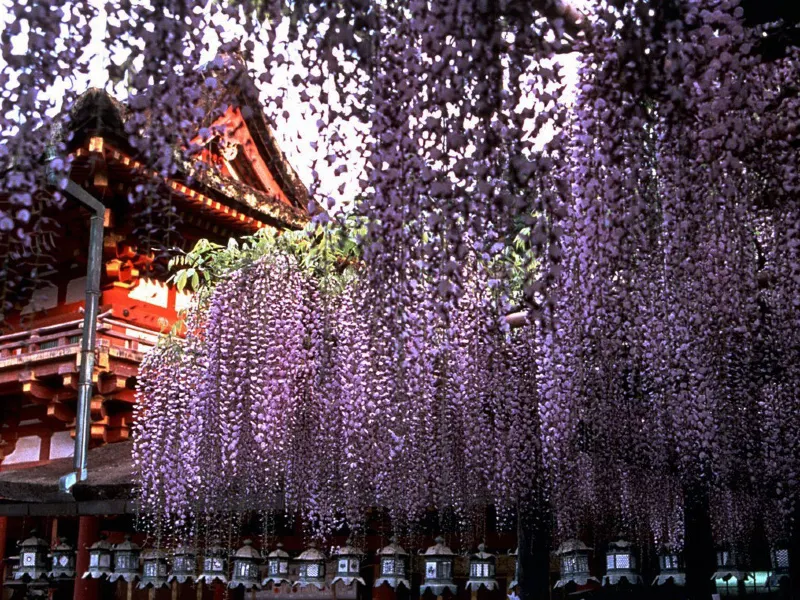 Nara City
